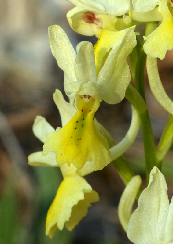 Marsica 2022, Monte Girifalco e Monte Arunzo  Le orchidee e la storia.